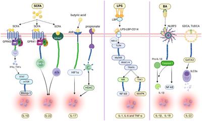 The role of the gut microbiome and its metabolites in  - Frontiers